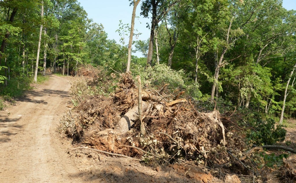 tree pile by road_GA_RGB